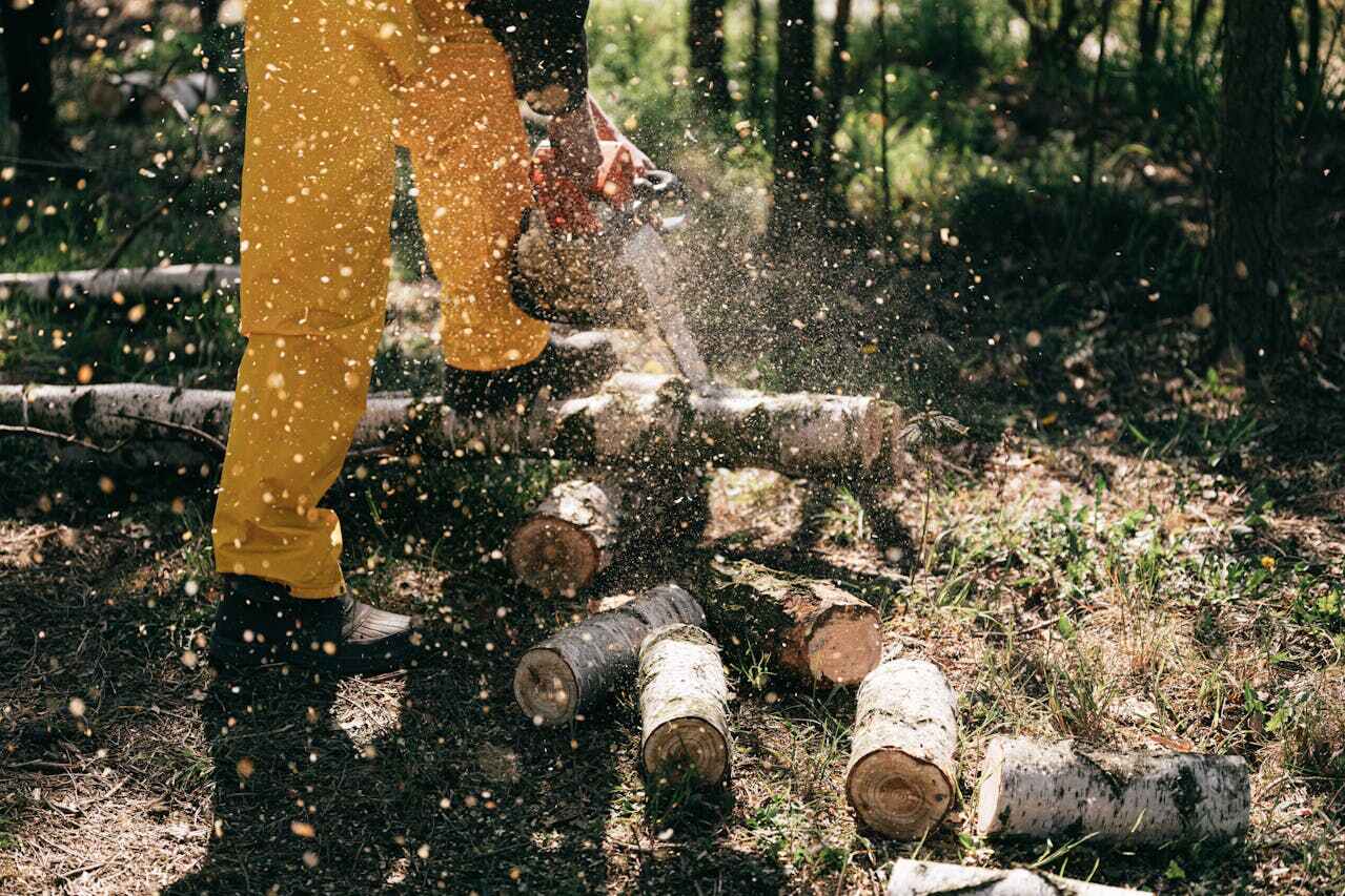 Best Tree Trimming Near Me  in USA